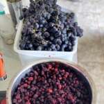 FRUTOS ROJOS PARA CERVEZA MORADA