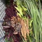 HIERBAS AROMATICAS PARA CERVEZA ASUAK